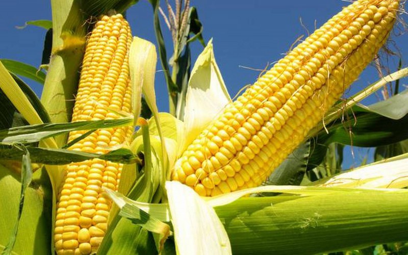 India Corn Exports