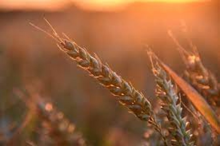 GASC Buys 825 KMT of Wheat