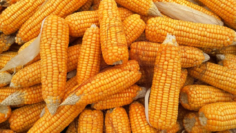 CONAB increase Brazil’s corn forecast in June Report