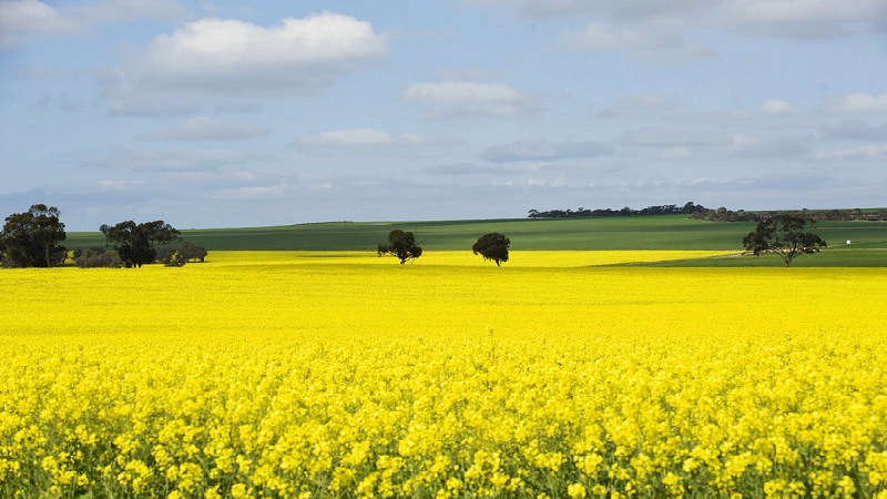 ABARES First forecast of Australian Canola crop
