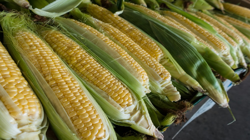 CASDE released Corn’s forecast report of June 2022