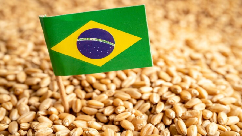 Brazil Will Grow Record Wheat Crop