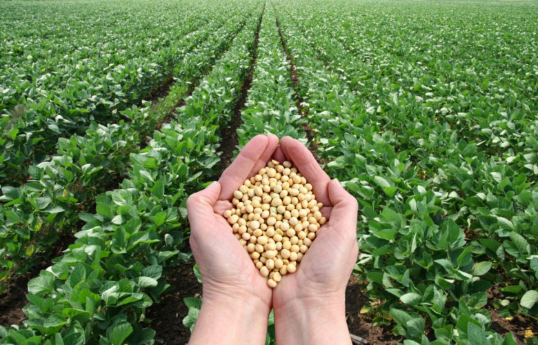 Soybean Forecast for Brazil