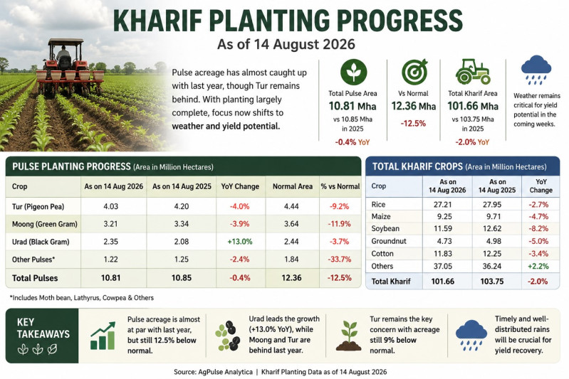 Kharif Pulses Planting Nearly Matches Last Year as Monsoon Recovery Continue
